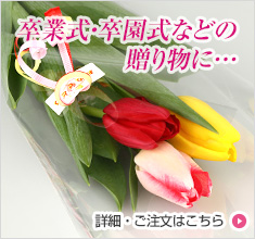 チューリップ　切花