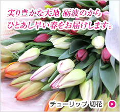 チューリップ切花