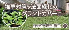 リッピア