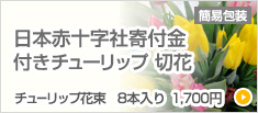 チューリップ　切花