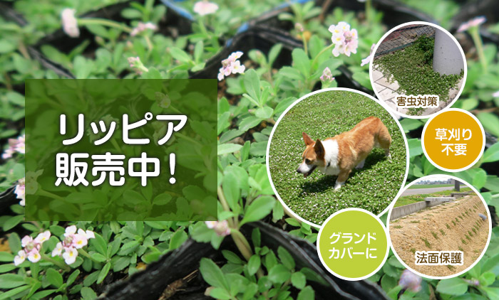 リッピア販売中