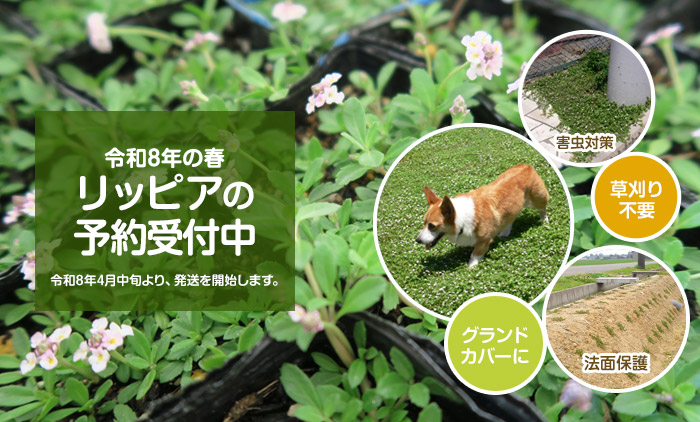 リッピア販売中