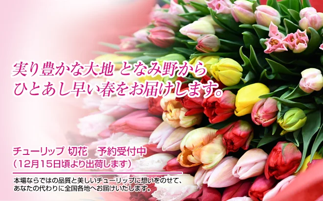 チューリップ切り花